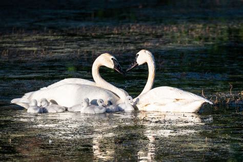 trumpeter swans mating season